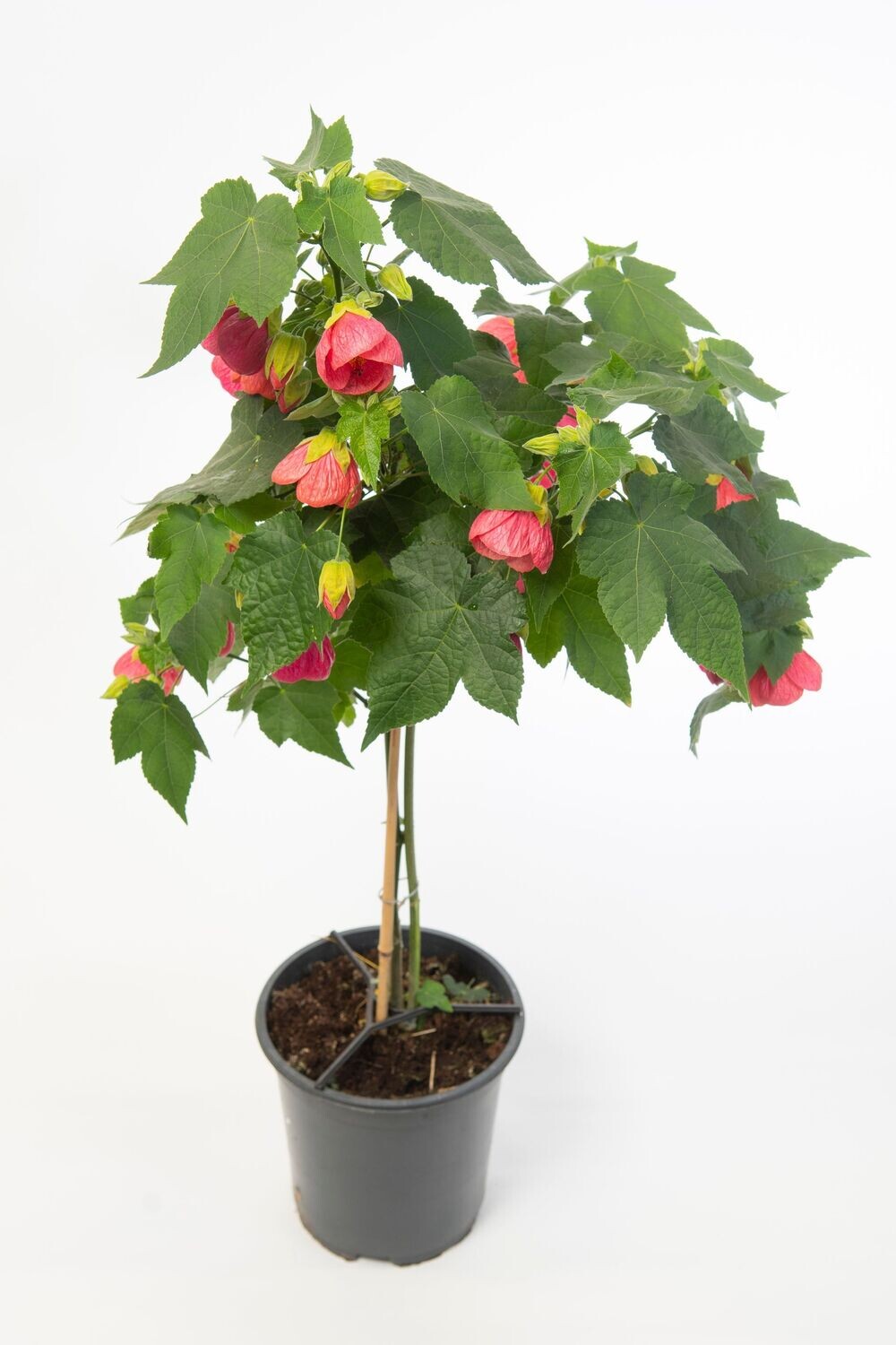 Abutilon