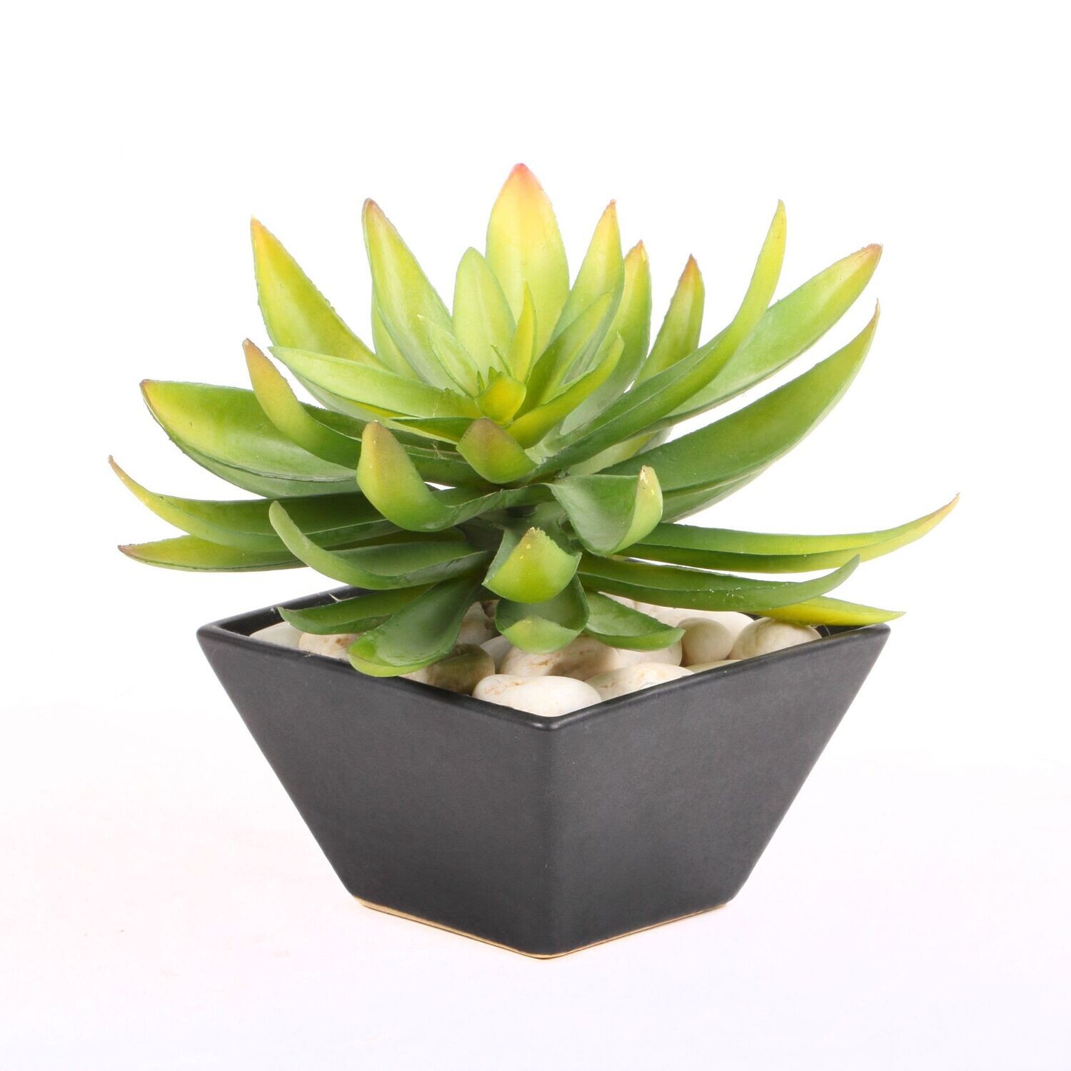 Agave
