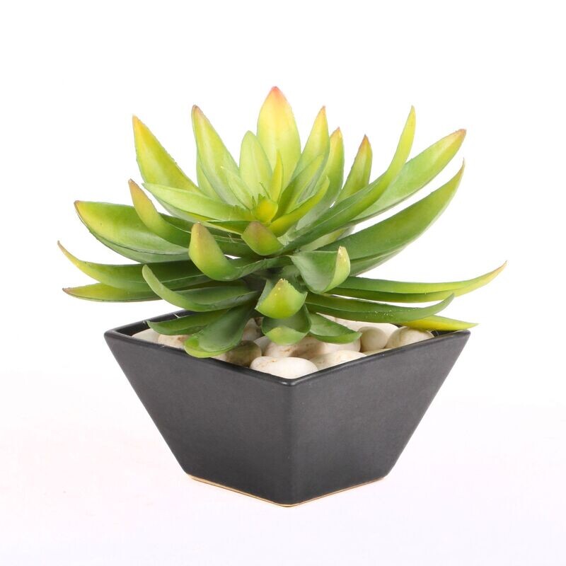 Agave