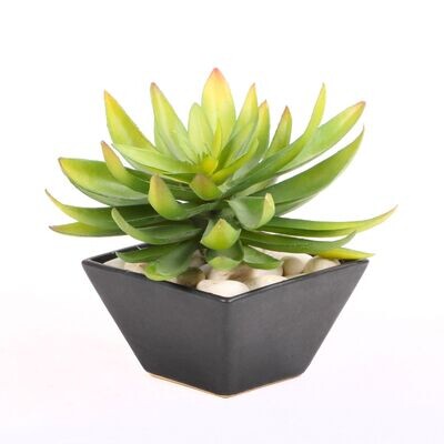 Agave