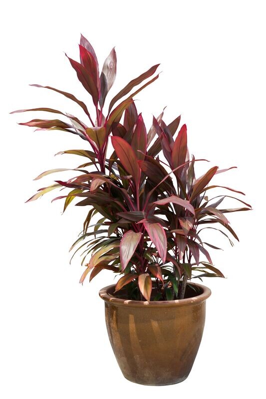 Cordyline Fruticosa
