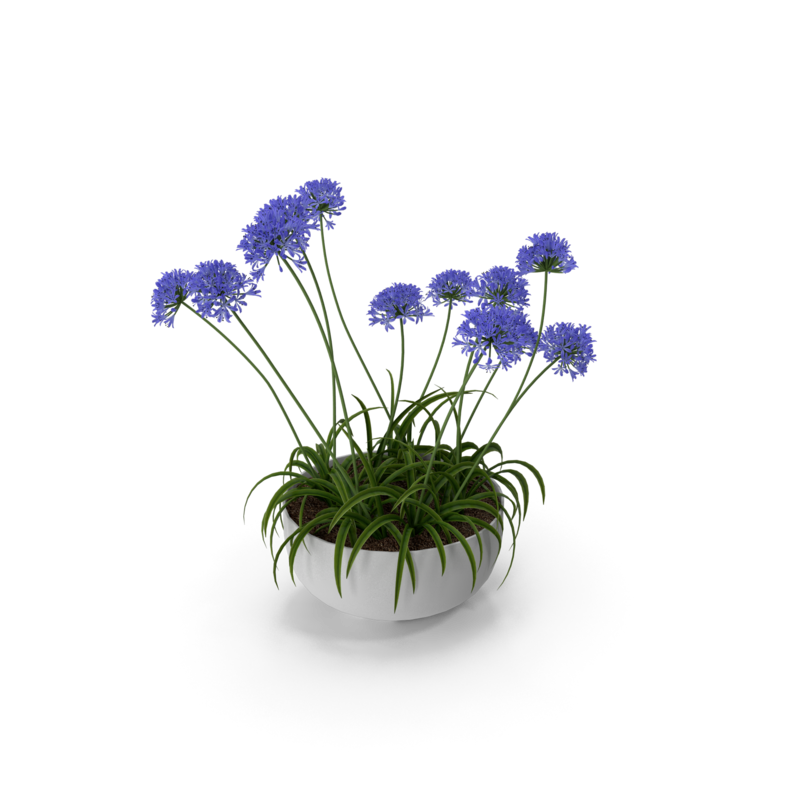 Agapanthus