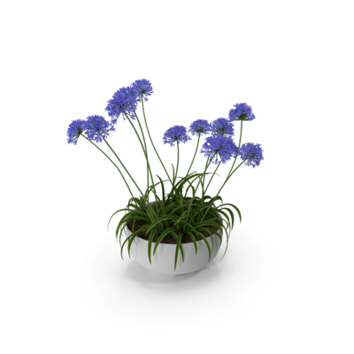 Agapanthus