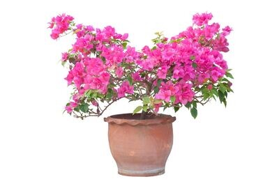 Bougainvillea