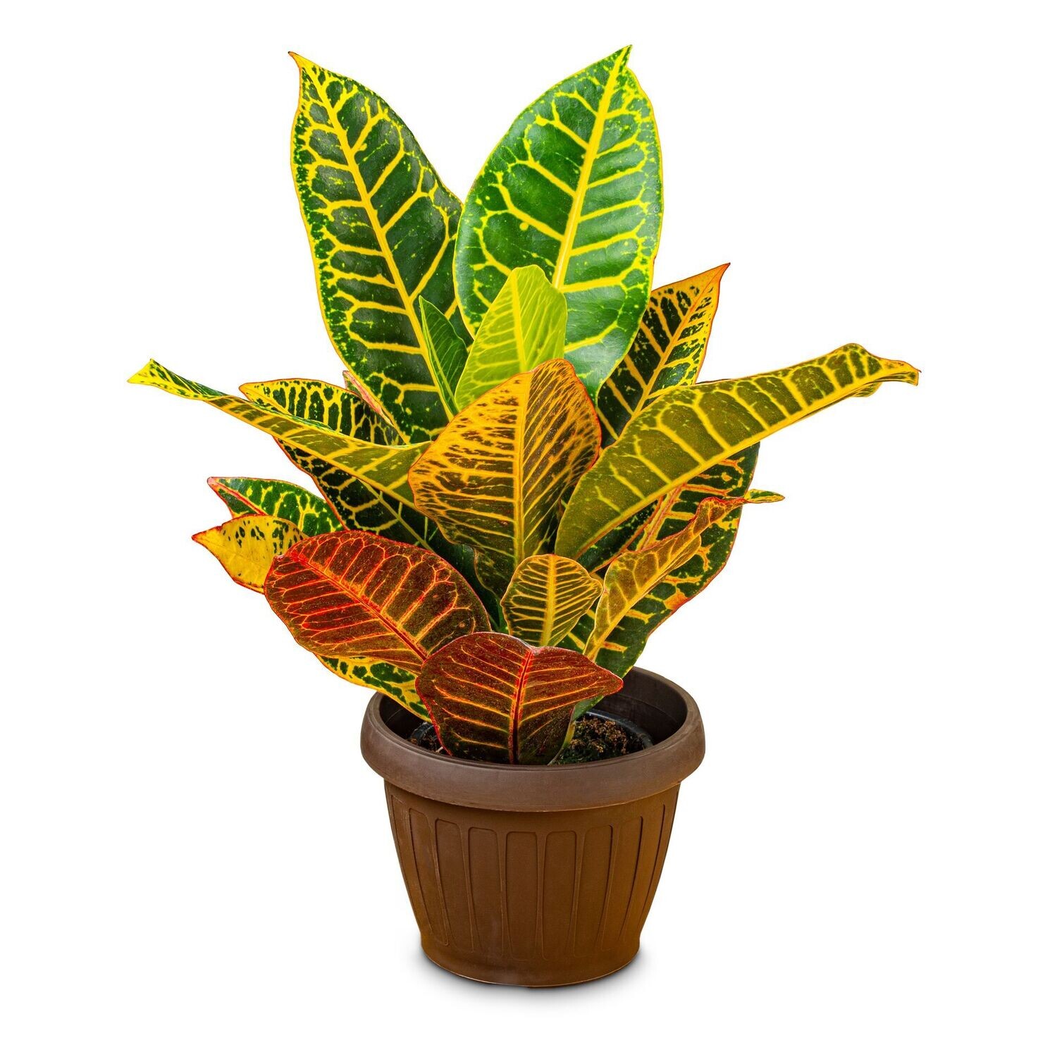 Codiaeum Variegatum