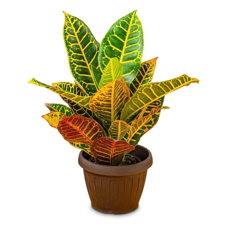 Codiaeum Variegatum