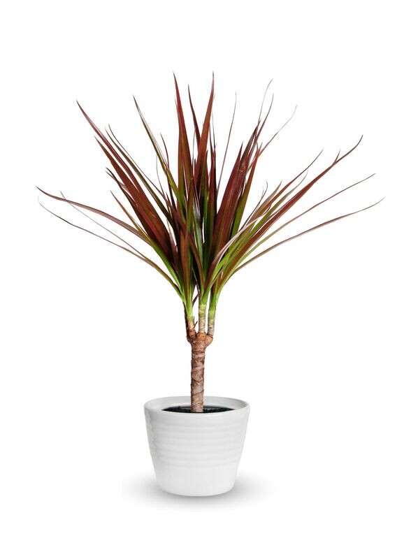 Dracaena Marginata