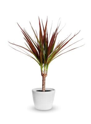 Dracaena Marginata