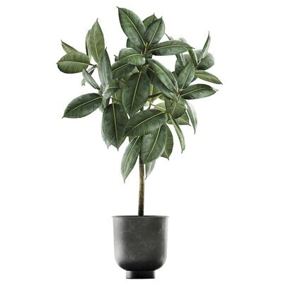 Ficus Elastica