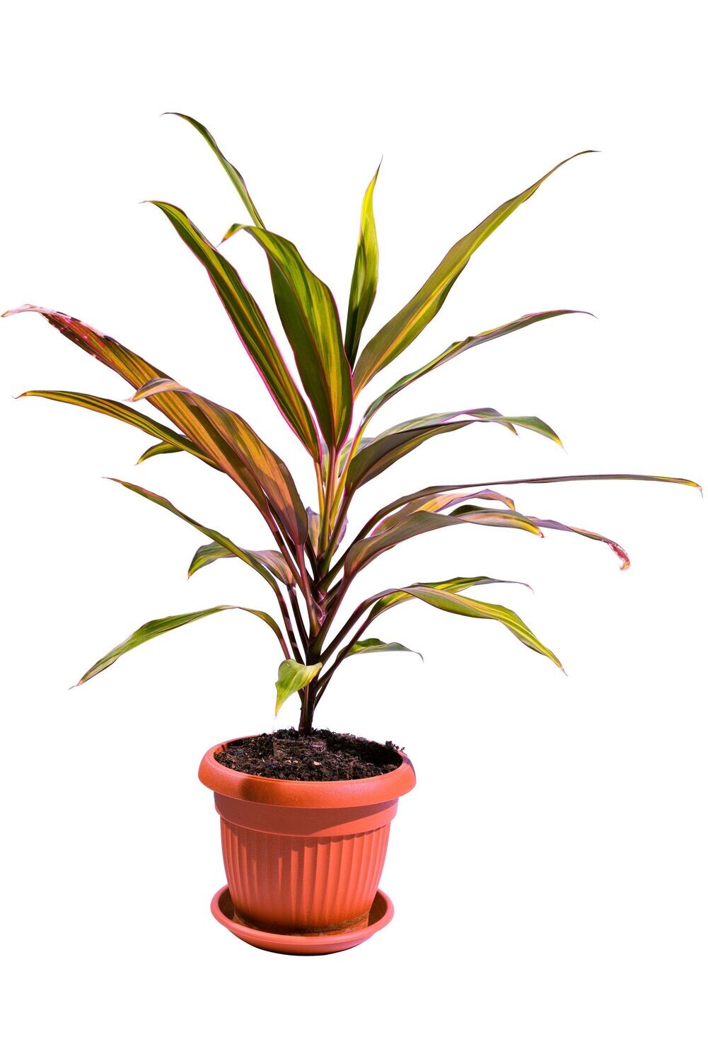 Cordyline