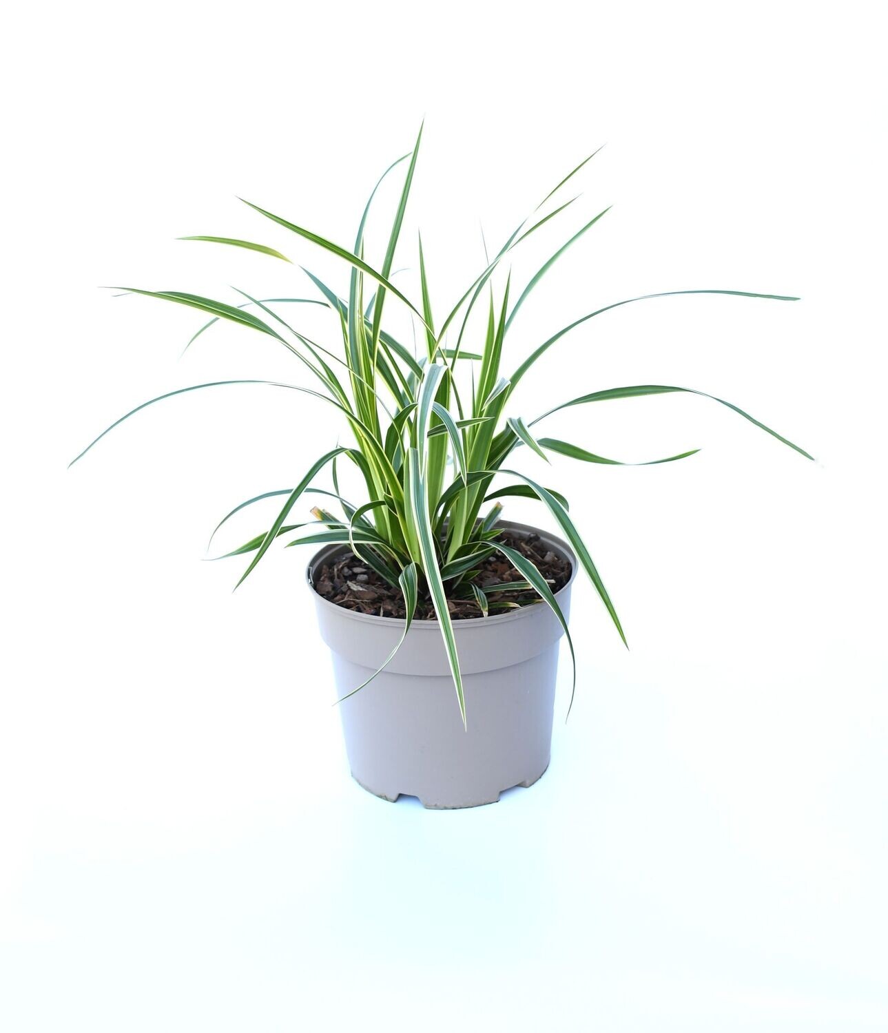 Carex Oshimensis