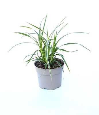 Carex Oshimensis