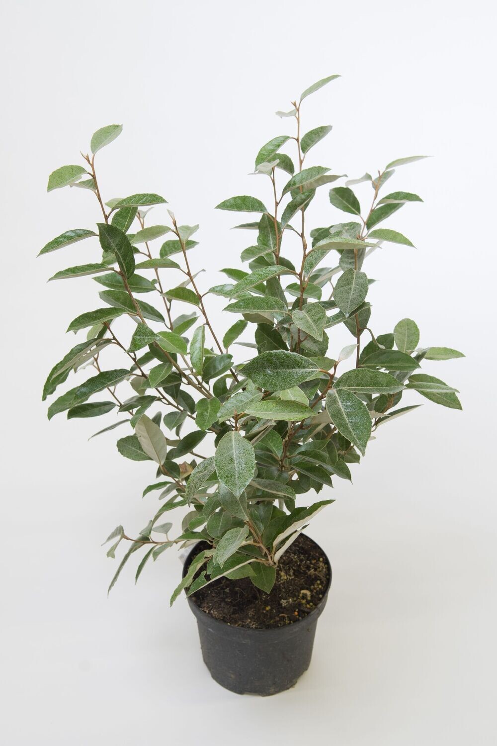 Elaeagnus X Ebbingei