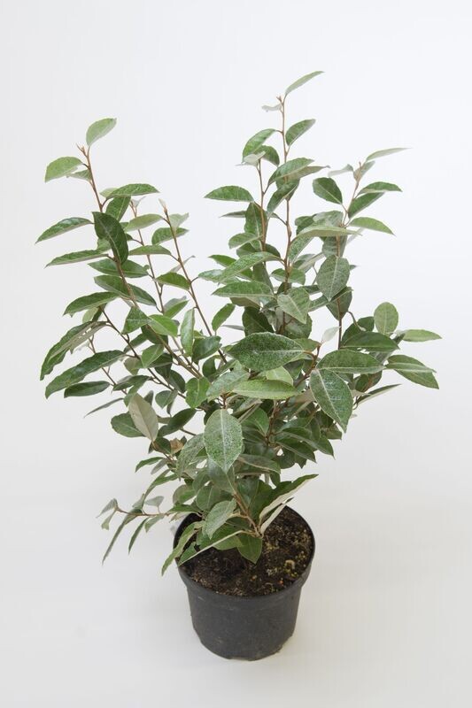 Elaeagnus X Ebbingei