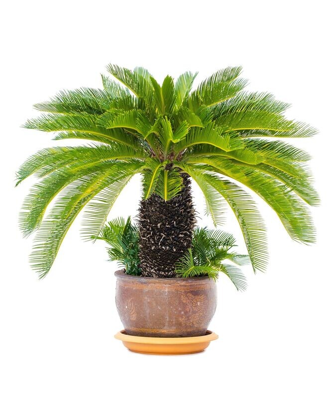 Cycas Revoluta