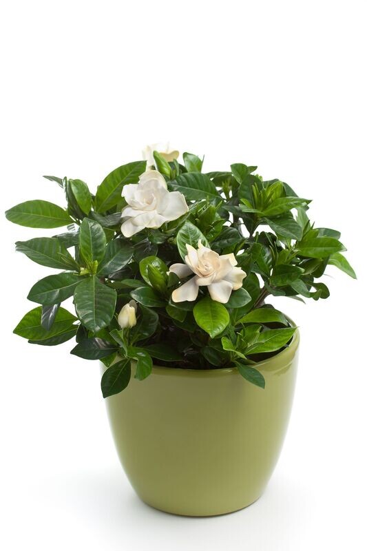 Gardenia Jasminoides
