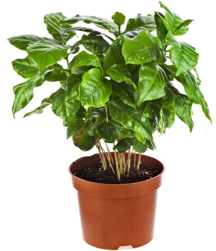 Coffea Arabica