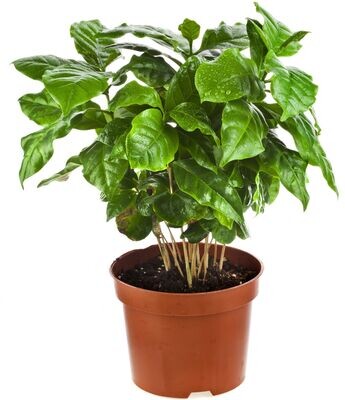 Coffea Arabica