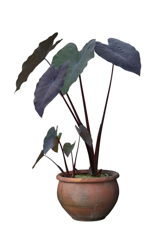 Colocasia Esculenta