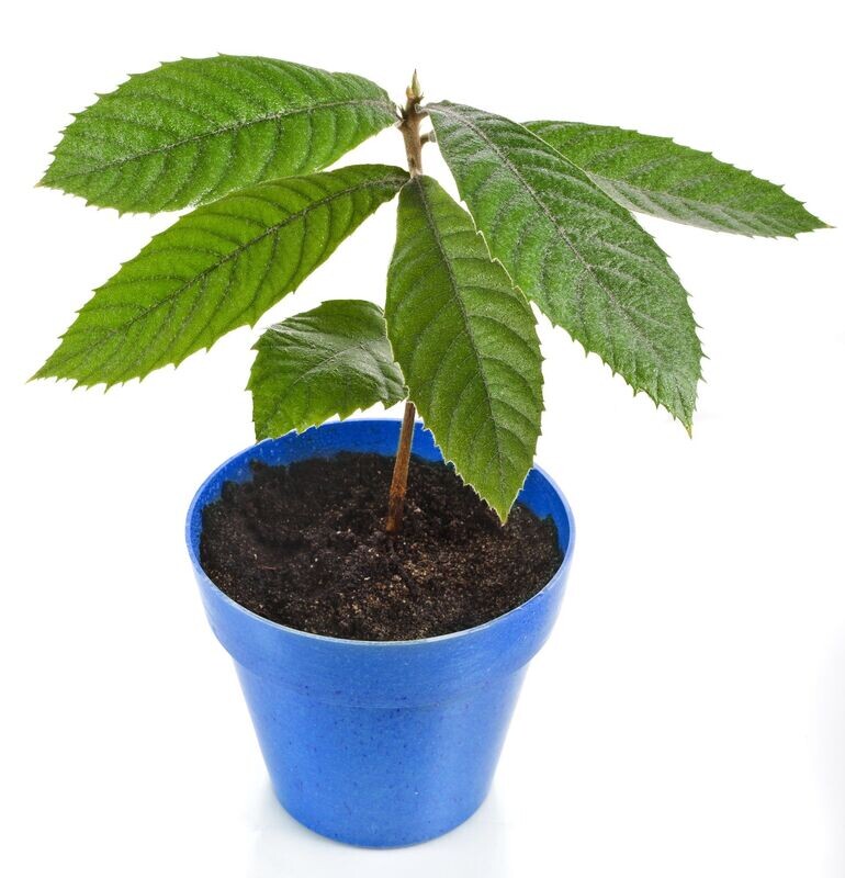 Eriobotrya Japonica