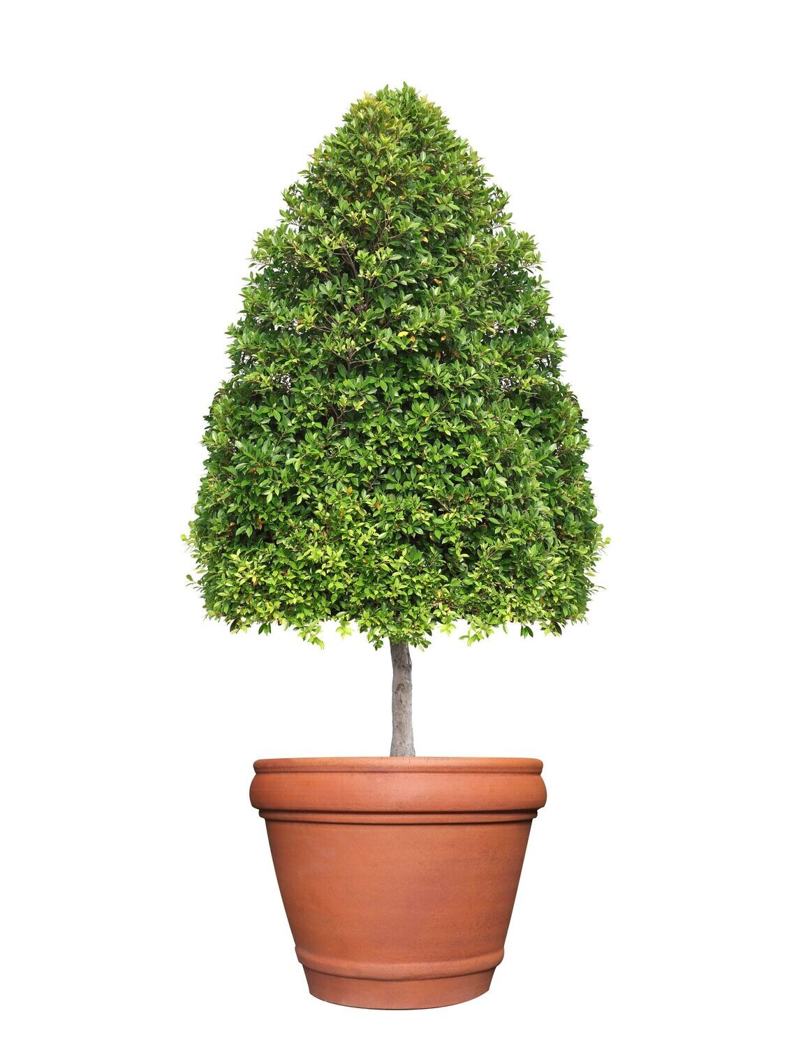 Eugenia Globulus