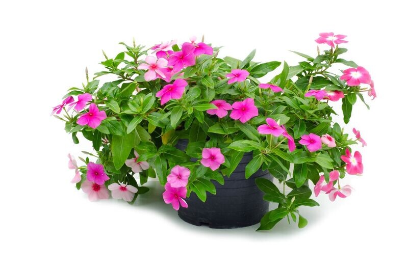 Catharanthus Roseus