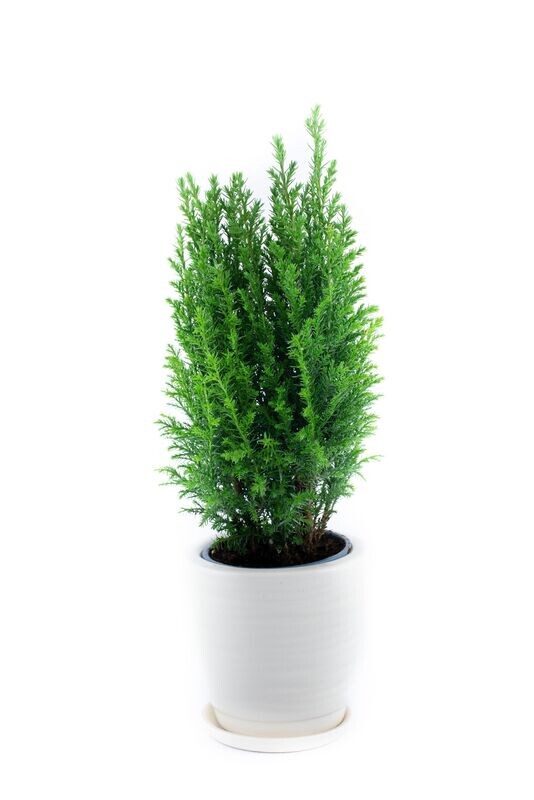 Cupressocyparis Leylandii