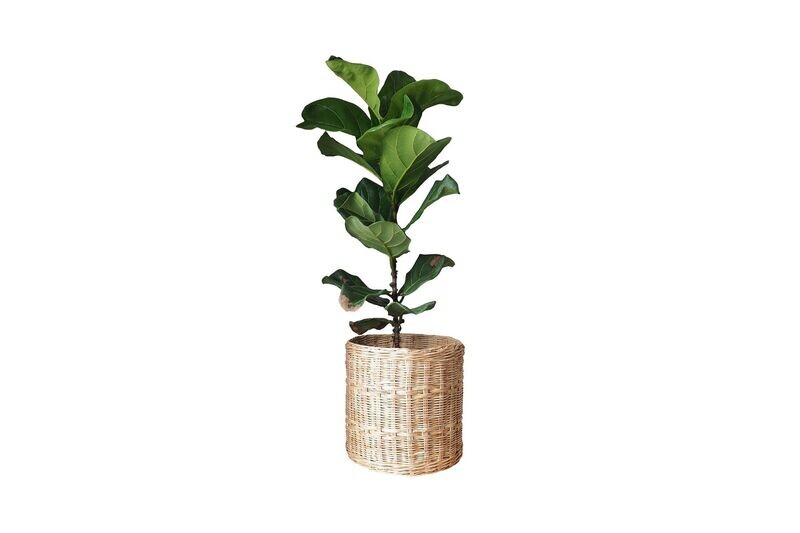Ficus Lyrata