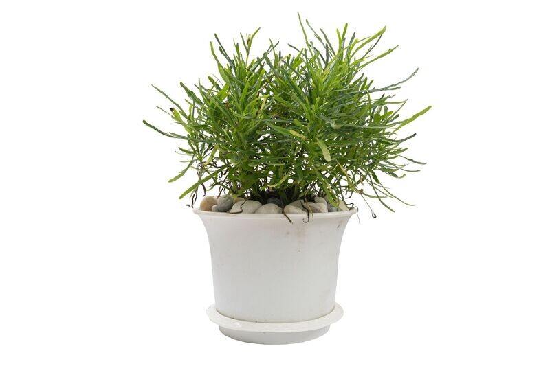 Hemigraphis Repanda