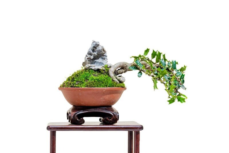 Ilex Cornuta