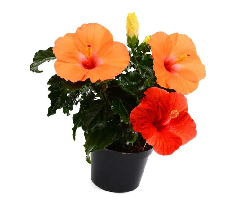 Hibiscus