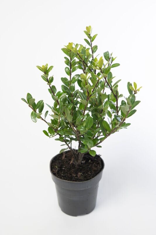 Ilex