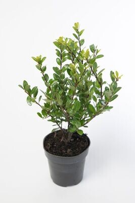 Ilex
