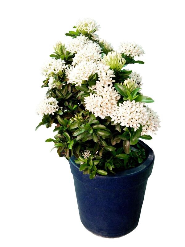 Ixora Coccinea