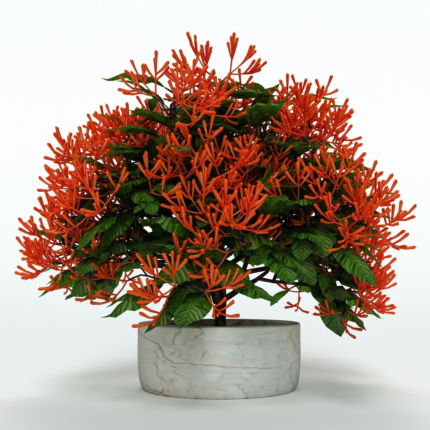 Hamelia Patens