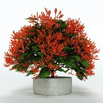 Hamelia Patens