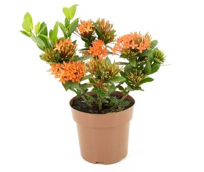 Ixora