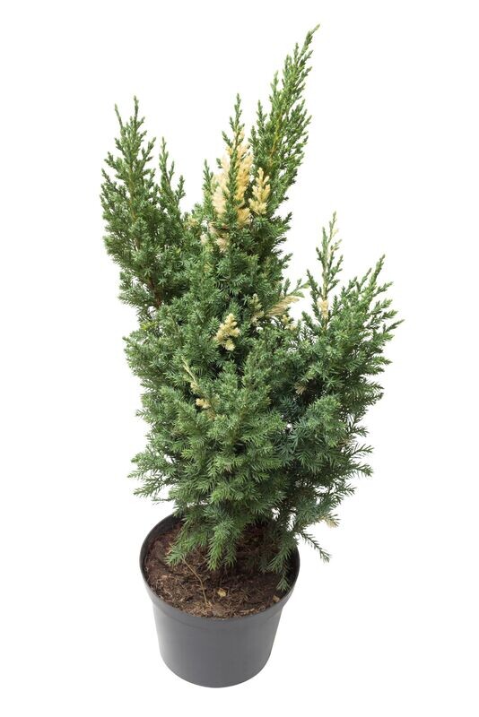 Juniperus Chinensis