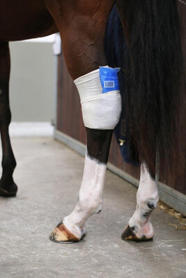 Kentucky Tendon grip sock beige