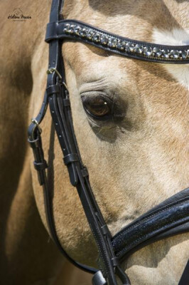 LJ Leathers Bridle Antrado