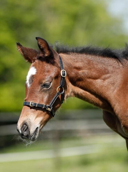HFI Halter in leather Shetland/foal