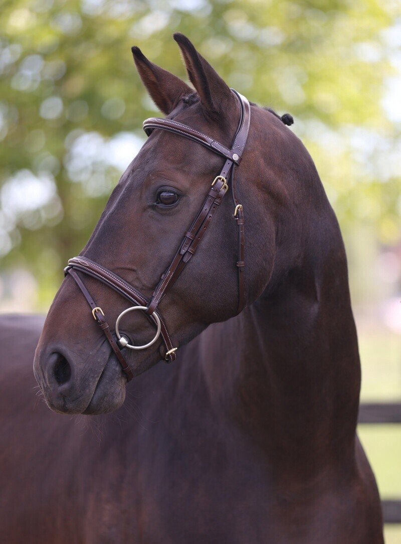 LJ Leathers Bridle London Combined Noseband