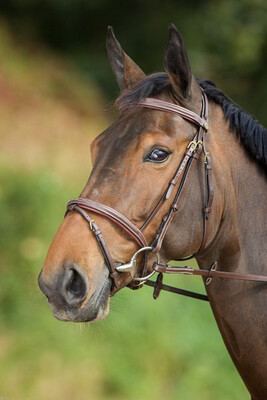 HFI Comfort Bridle