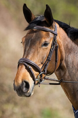 HFI Elegant Bridle