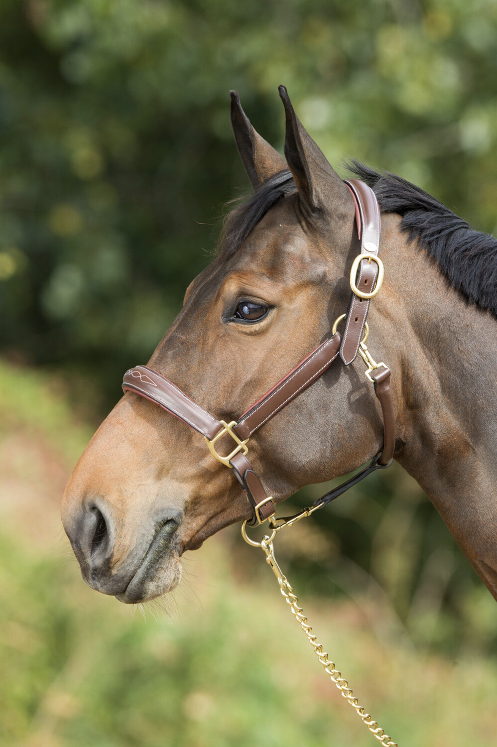 HFI Grooming Halter