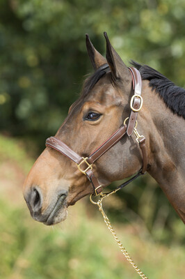 HFI Grooming Halter