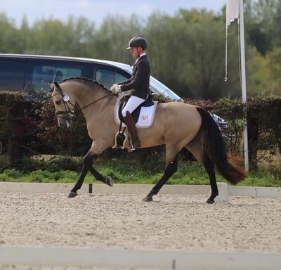 Maddelin Competition Saddle Pad