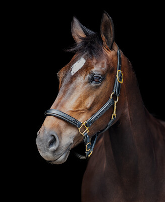 LJ Leathers Leather Halter Fancy