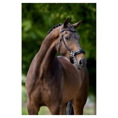 BR Bridle Lydney
