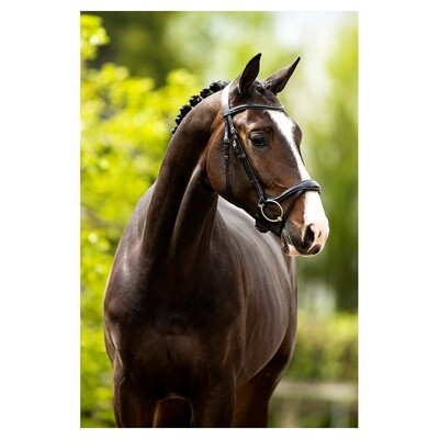 BR Bridle Longridge